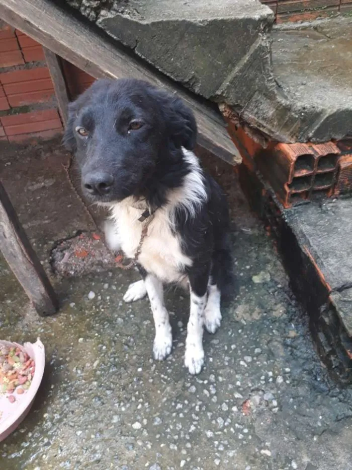 Cachorro ra a Vira lata idade 7 a 11 meses nome Kiria
