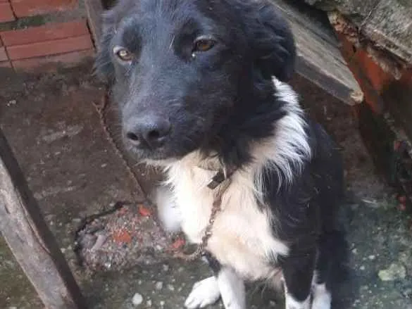 Cachorro ra a Vira lata idade 7 a 11 meses nome Kiria