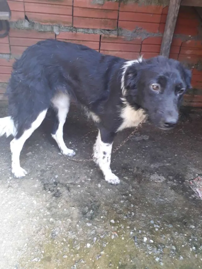 Cachorro ra a Vira lata idade 7 a 11 meses nome Kiria