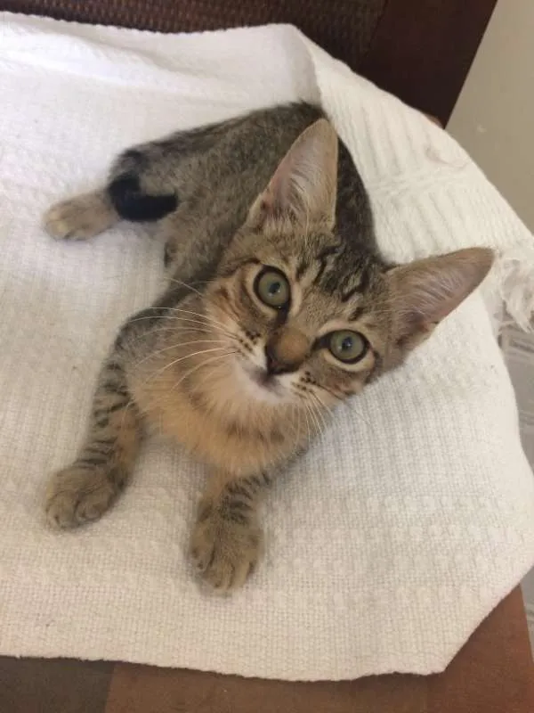 Gato ra a srd idade 2 a 6 meses nome Bento
