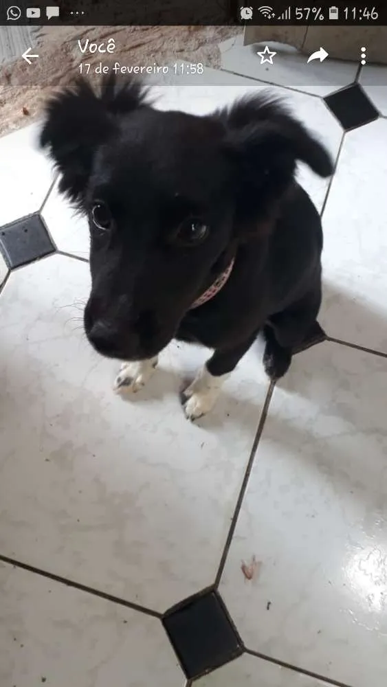 Cachorro raça  idade 2 a 6 meses nome Delinha