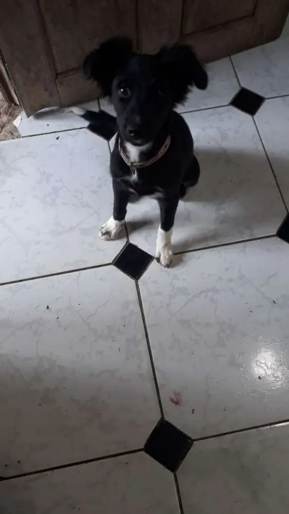 Cachorro raça  idade 2 a 6 meses nome Delinha