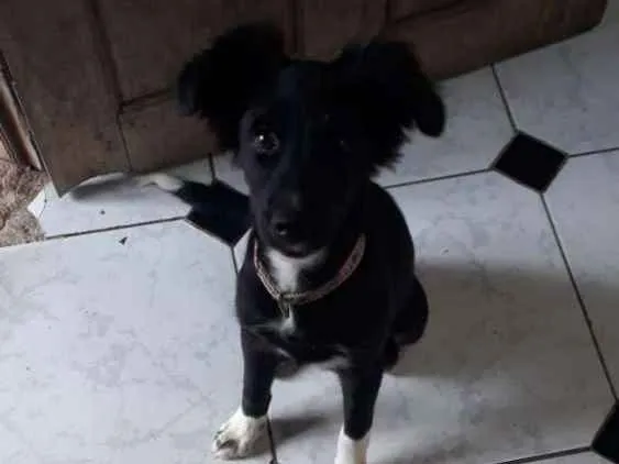 Cachorro raça  idade 2 a 6 meses nome Delinha