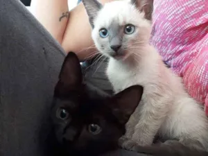 Gato raça Não definida idade 2 a 6 meses nome Samantha