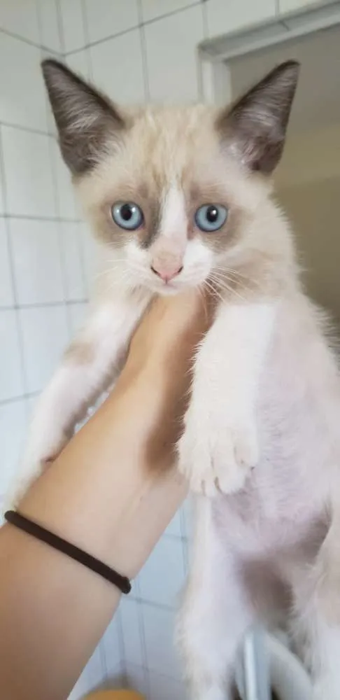 Gato ra a Vira lata idade Abaixo de 2 meses nome Filhotinho