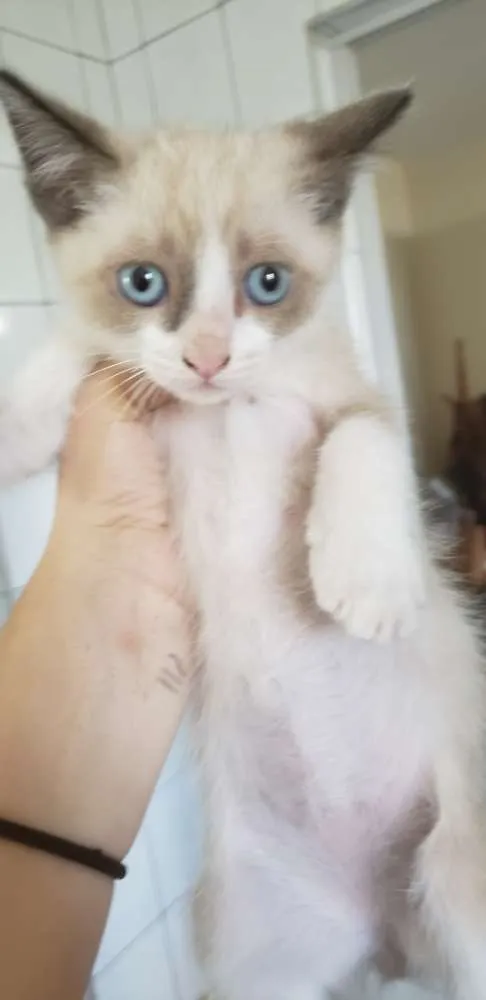 Gato ra a Vira lata idade Abaixo de 2 meses nome Filhotinho