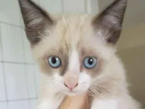 Gato raça Vira lata idade Abaixo de 2 meses nome Filhotinho