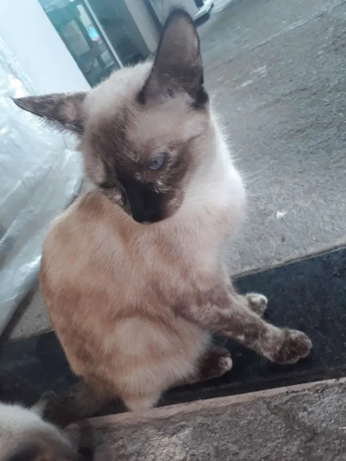 Gato ra a Siamês idade 2 anos nome Alluka