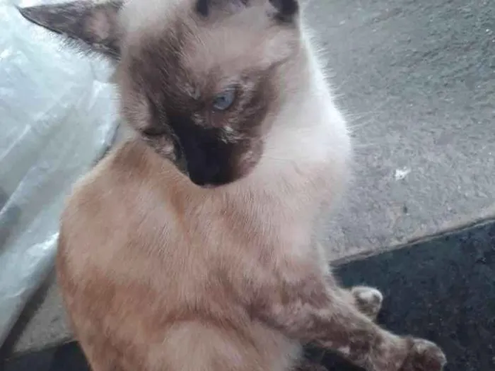 Gato ra a Siamês idade 2 anos nome Alluka