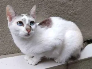 Gato raça  idade 5 anos nome Nina