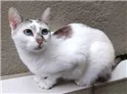 Gato raça  idade 5 anos nome Nina