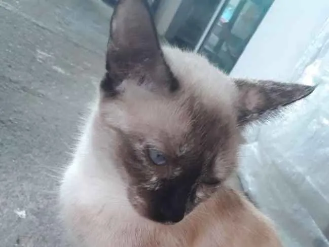 Gato ra a Siamês idade 2 anos nome Alluka