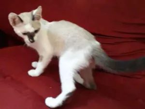 Gato raça Mestiço siamês  idade 2 a 6 meses nome Jones  