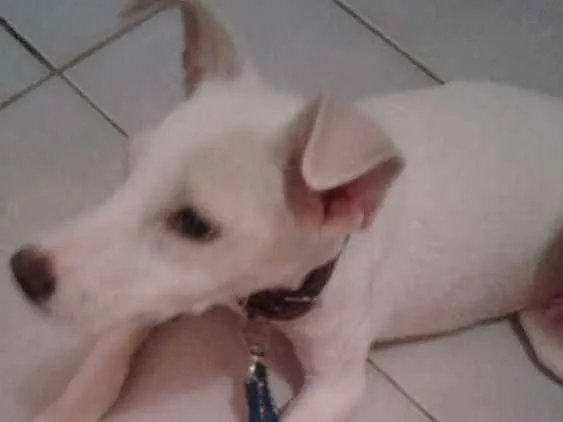 Cachorro ra a Vira lata idade 2 a 6 meses nome Bob