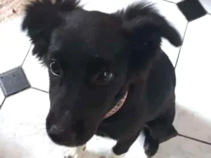 Cachorro raça  idade 2 a 6 meses nome Delinha