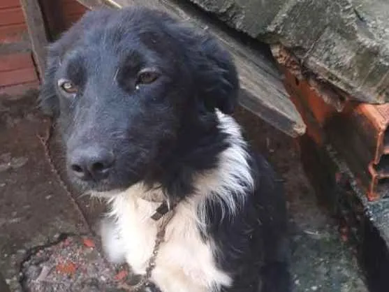 Cachorro ra a Vira lata idade 7 a 11 meses nome Kiria
