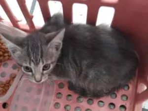 Gato raça Sem raça definida idade 2 a 6 meses nome Sem nome 