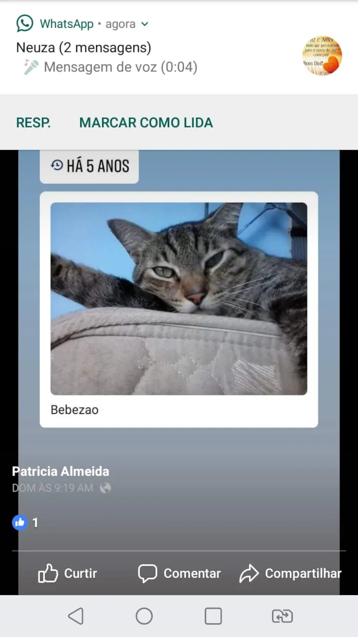 Gato raça indefinida idade 6 ou mais anos nome rian