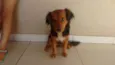 Belinha