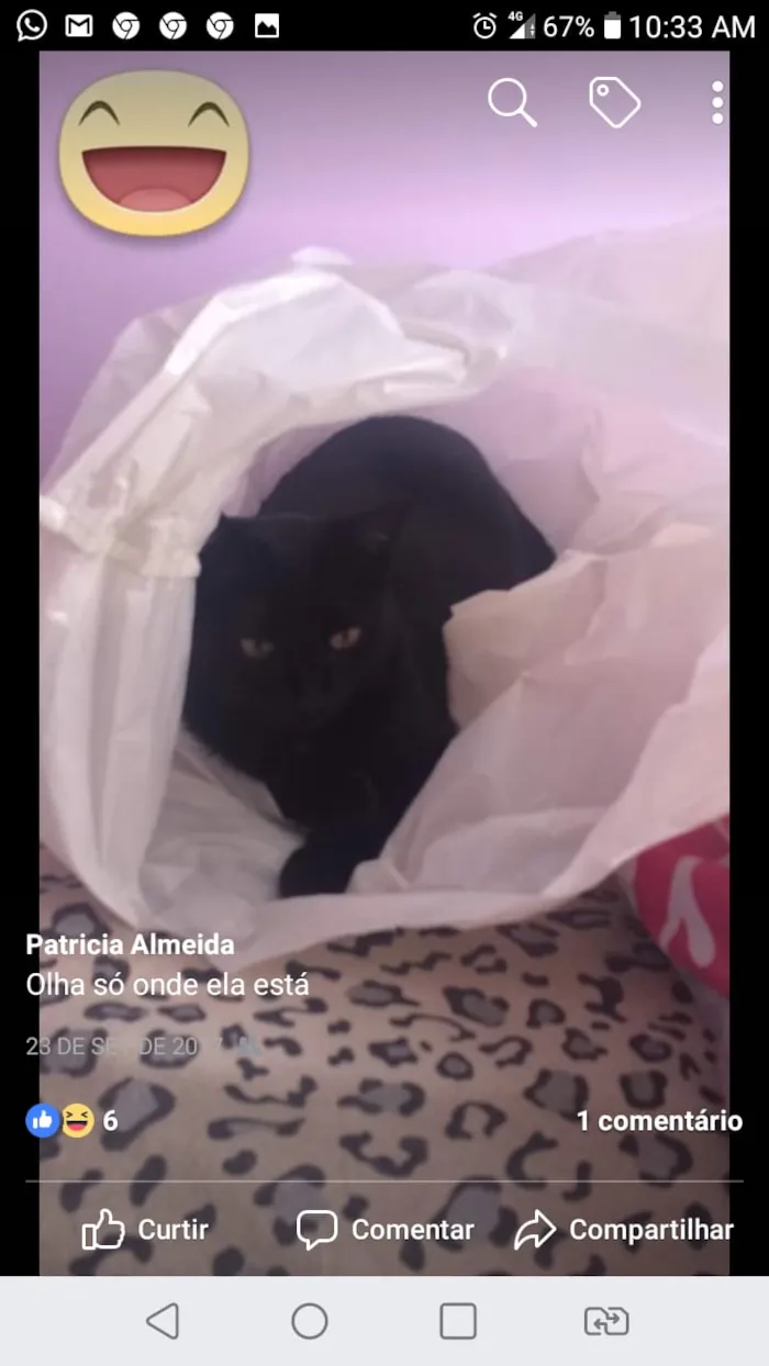 Gato raça indefinida idade 5 anos nome timinina