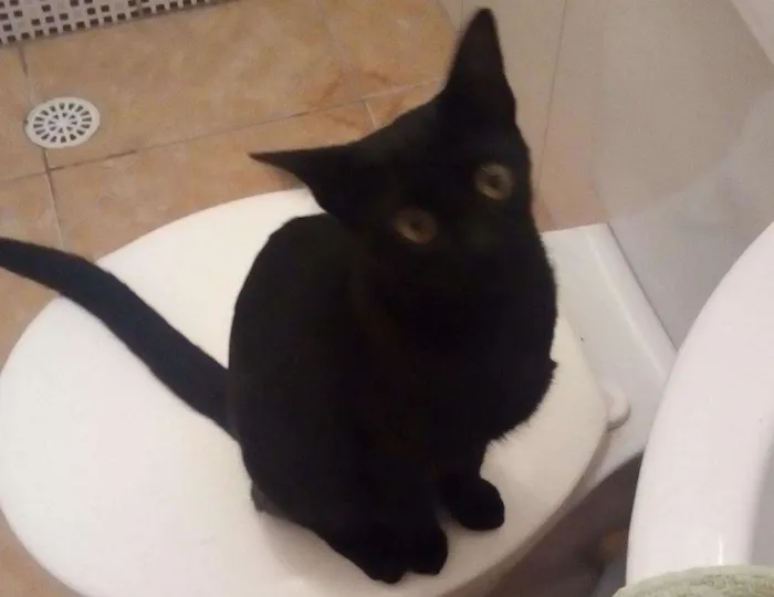 Gato raça indefinida idade 2 anos nome furacao