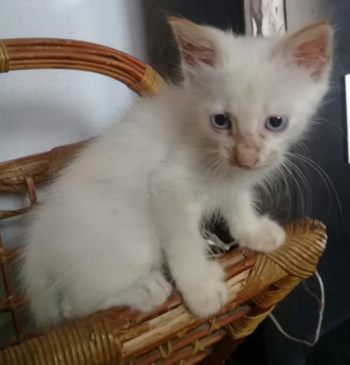 Gato ra a indefinido idade 2 a 6 meses nome Fabio assunção