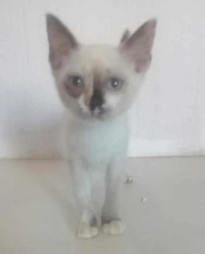 Gato ra a indefinido idade 2 a 6 meses nome Polly