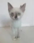 Polly