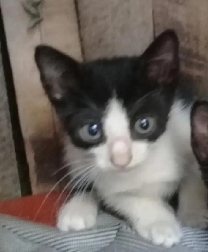 Gato ra a indefinido idade 2 a 6 meses nome Michael jackson