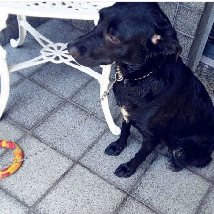 Cachorro raça Vira lata (mistura de labrador idade 1 ano nome Sansa