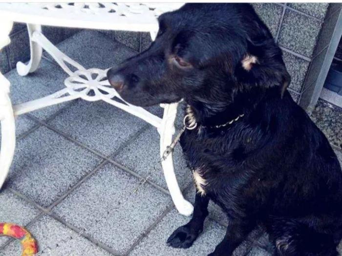 Cachorro raça Vira lata (mistura de labrador idade 1 ano nome Sansa
