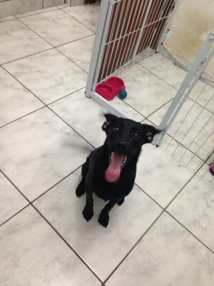 Cachorro ra a SRD idade 7 a 11 meses nome Dunga