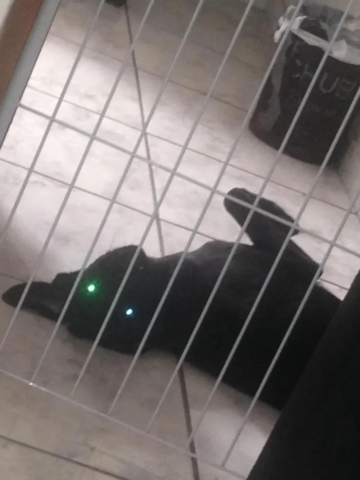 Cachorro ra a SRD idade 7 a 11 meses nome Dunga