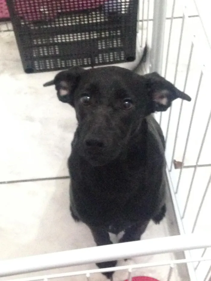 Cachorro ra a SRD idade 7 a 11 meses nome Dunga