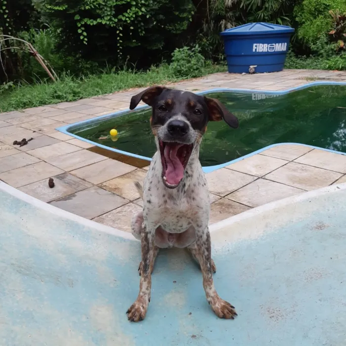 Cachorro ra a Mix de pointer idade 1 ano nome Max