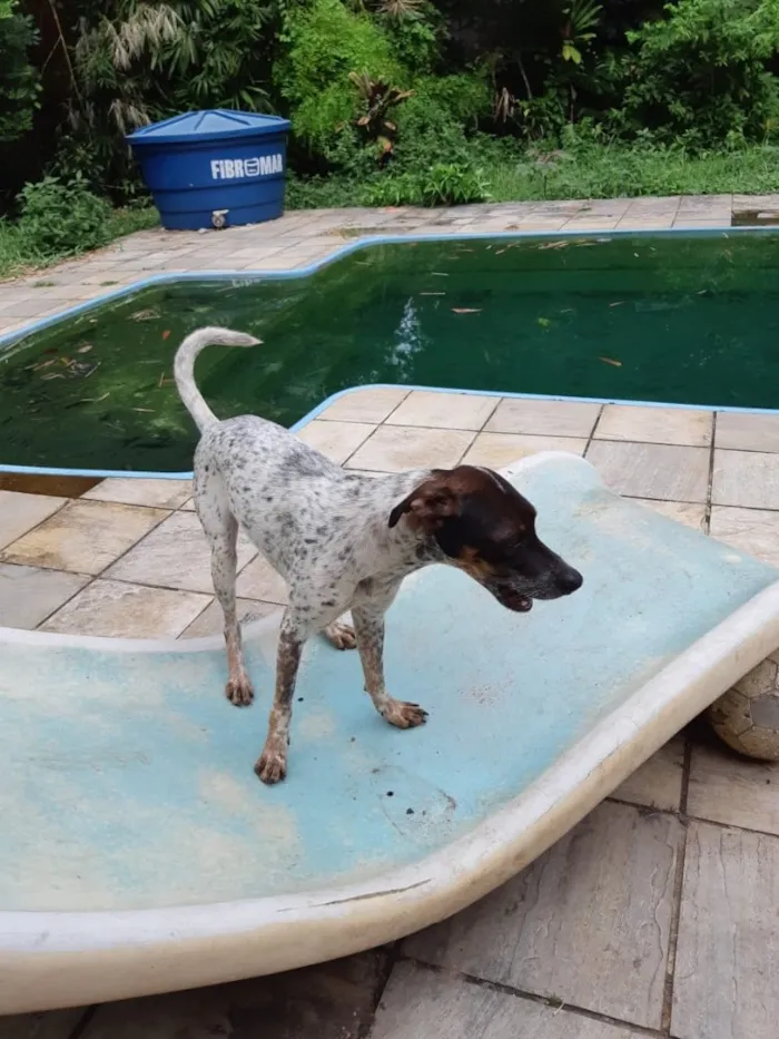 Cachorro ra a Mix de pointer idade 1 ano nome Max