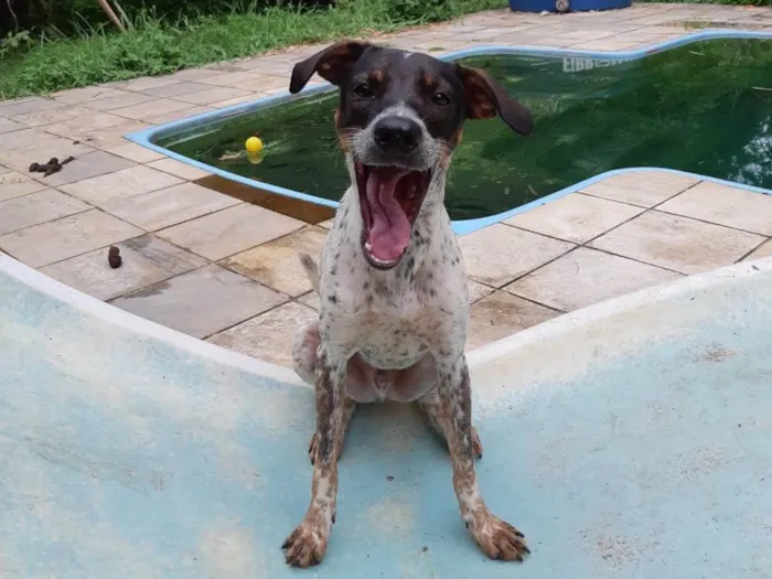 Cachorro ra a Mix de pointer idade 1 ano nome Max