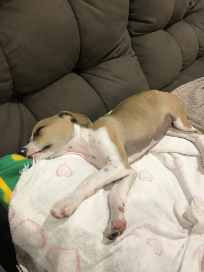 Cachorro ra a SRD idade 2 a 6 meses nome Sem nome