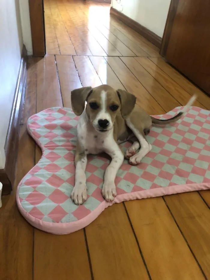 Cachorro ra a SRD idade 2 a 6 meses nome Sem nome