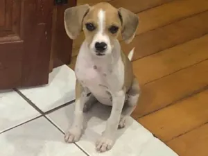 Cachorro raça SRD idade 2 a 6 meses nome Sem nome
