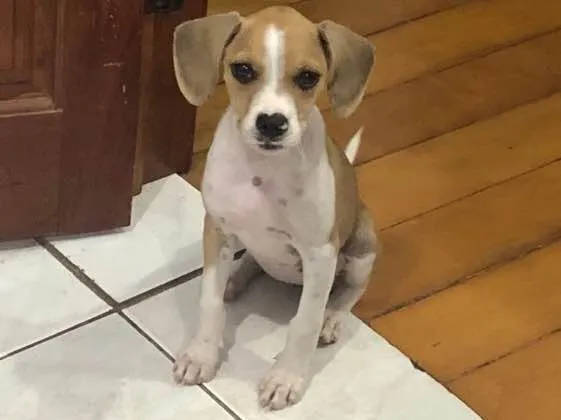 Cachorro ra a SRD idade 2 a 6 meses nome Sem nome