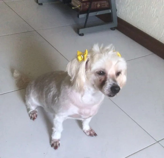 Cachorro raça Poodle idade 5 anos nome Polly 