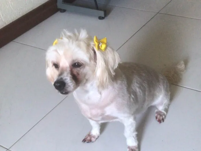 Cachorro raça Poodle idade 5 anos nome Polly 