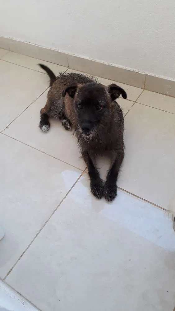 Cachorro ra a MESTICO  idade 2 a 6 meses nome Bob 