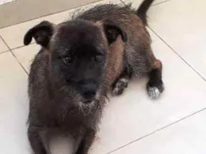 Cachorro raça MESTICO  idade 2 a 6 meses nome Bob 