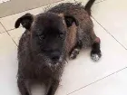 Cachorro raça MESTICO  idade 2 a 6 meses nome Bob 