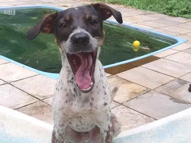Cachorro ra a Mix de pointer idade 1 ano nome Max