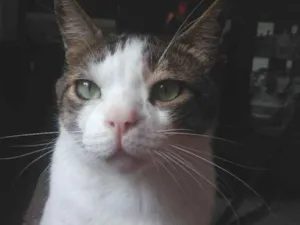 Gato raça Srd idade 5 anos nome Mingau