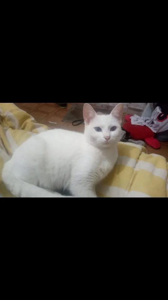 Gato ra a Vira lata idade 1 ano nome Angel