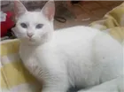 Gato raça Vira lata idade 1 ano nome Angel